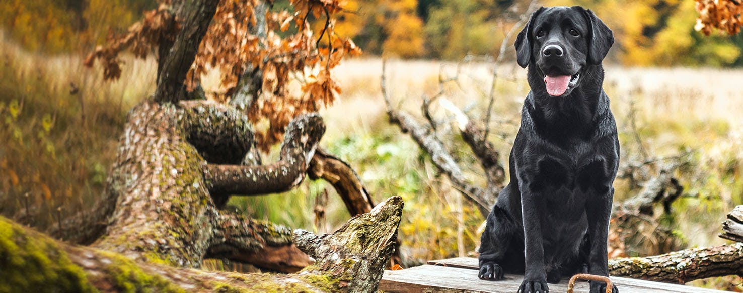 Romanian Dog Names Popular Male and Female Names Wag!